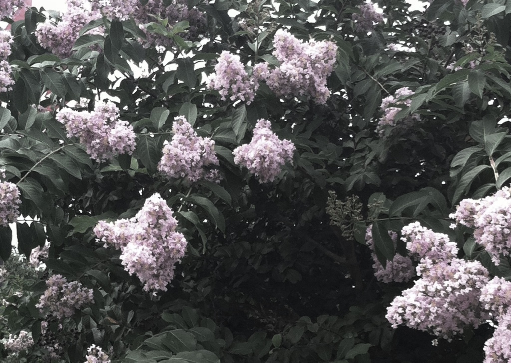 Pale violet colored flowers on a large bush
